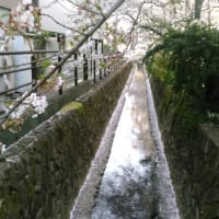 小川の桜