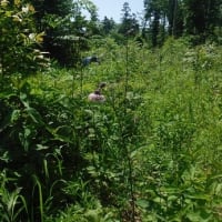 汗だくになった除草ボランティア