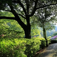 【　5万本のツツジが咲く丘＜前編＞　】