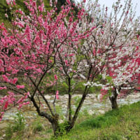花桃を満喫してきました