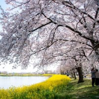 菜の花と桜咲く風景