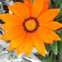 通りすがり花写メ〓４月16日17時29分〓
