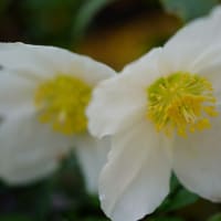 ●我が家の３月の花（18）　クリスマスローズ　八重　エリックスミシーが開花し始め　ニゲル　　ビオラ