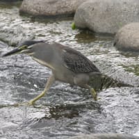 ササゴイ