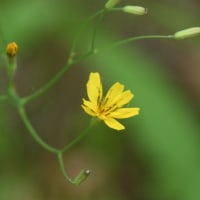 ハナニガナの花が咲いていた！