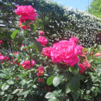 大の里、綱とりへ白星スタート　薔薇苑は横綱級の見映えに