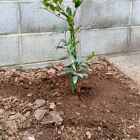 金柑の苗を植えました。