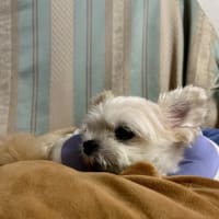  PLフィルターってご存知ですか？