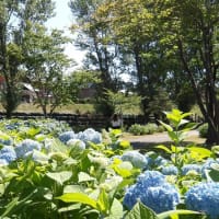 紫陽花がたくさん咲いていました