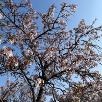 まだまだ桜