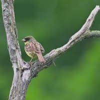 北海道で出会った鳥たち❼‼️     2025.6.17〜6.18   撮影