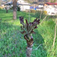 タラの芽収穫