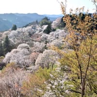 ８年前.奥千本からの吉野山は見事でした❣️