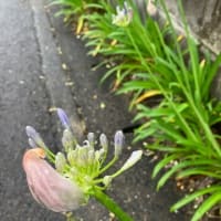 開きかけたアガパンサス