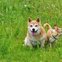 雨上がりの散歩