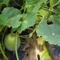 ＜我が家の菜園521＞　マクワウリ　着果