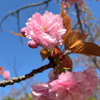 八重桜の季節