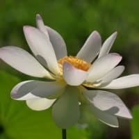 味真野苑　花蓮