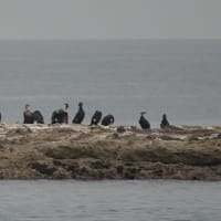 04/24探鳥記録写真-2：狩尾岬の鳥たち（クロサギの飛翔、アオサギの飛翔、ウミアイサ♀、ウミウ、）