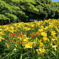 花しょうぶまつり〜　横須賀しょうぶ園　2025