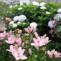 　早い雨にビックリのスタートでした　収獲ズッキーニとキュウリ　追肥と草抜き