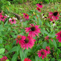 １６本の紫陽花の花をカット