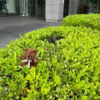オサンポ walk - まちtown---クマちゃん a bear...