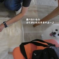 ぷくのご飯がお気に入り？