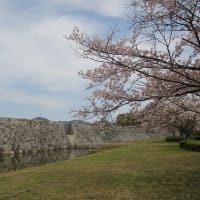 赤穂城跡の桜②