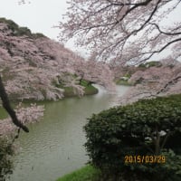 東京「桜」の名所、三万歩