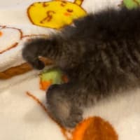 仮名 だんごちゃんの忘備録 2