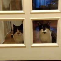 お兄ちゃんに会いに。。。