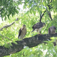 心に残る情景*「鳥景」見沼の小さな森、ツミの家族