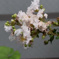 散歩道　白色サルスベリの花たち　　　10