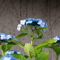 続・アジサイとガクアジサイ
