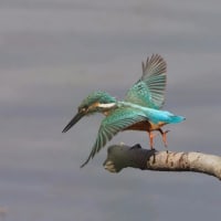カワセミの飛翔３