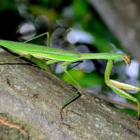 公園の中の教会