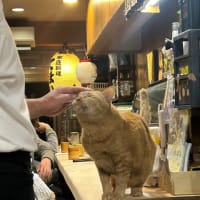 看板猫のいるお店で猫飲み 予告編 (2404-3)