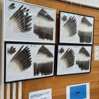 ブナ森ギャラリーで展示しています
