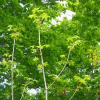 桧枝岐の山菜2025/6