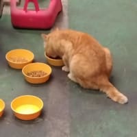 傷だらけの老兵