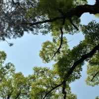 緑濃く
