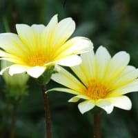 薄黄色のガザニア