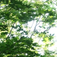 こんなところでクマゲラ子育て日記　最終章