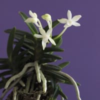 富貴蘭「福　助」の花(過去の画像倉庫から)