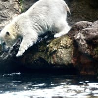 ライちゃん　おはよう　今日も水の中が一番ですね