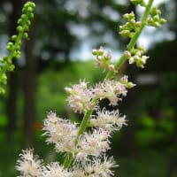 宇佐美魚目／夏花摘(げばなつみ)あるけばうごく山の音