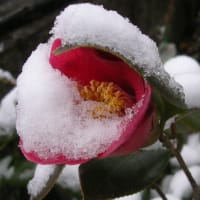 66年ぶり４月２４日の雪