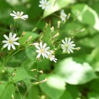 ハナニガナの花が咲いていた！