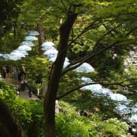京都のあじさい寺 楊谷寺へ